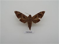 藏品(半緣缺角天蛾)的圖片